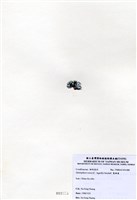 藏品(寬珊藻)的圖片